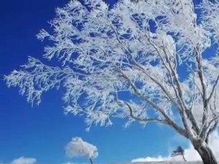 Les souliers Guy Béart