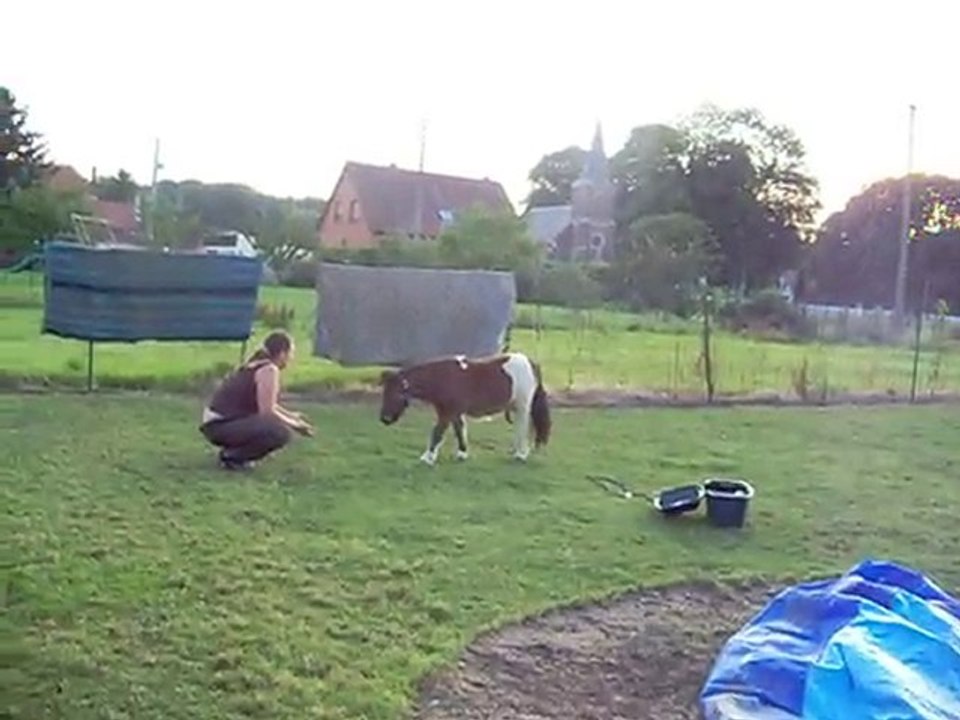 Hoppy poulain shetland 14 mois