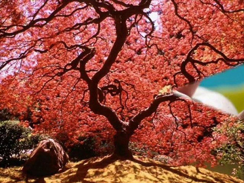 [ Duygusal Kalpler Durağı ]  KABAHAT SENİ SEVENDE.