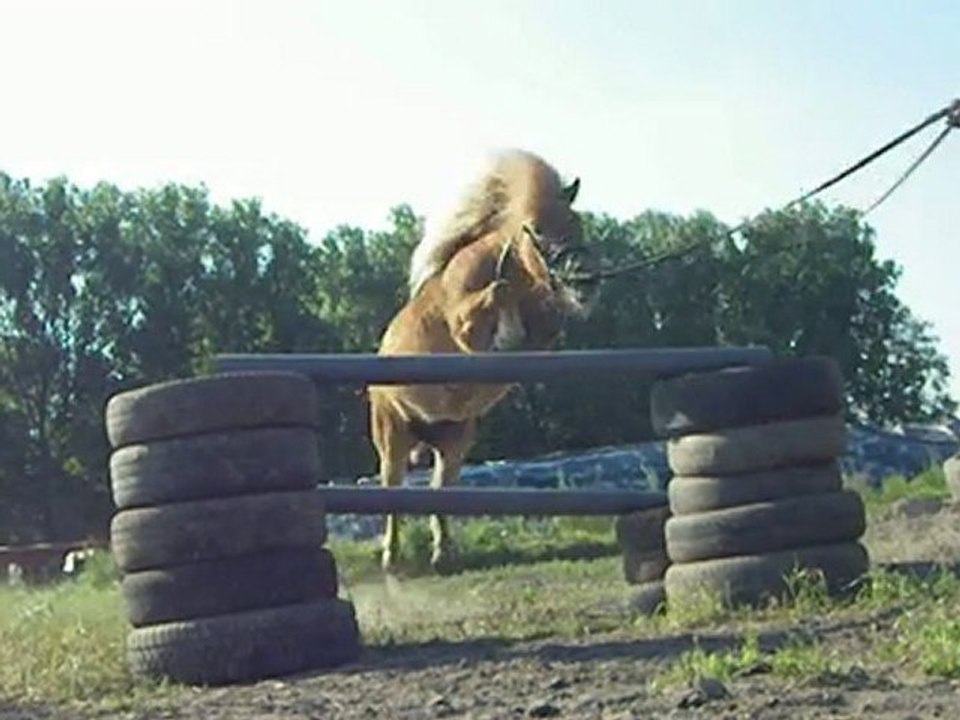 Ma ponette shetland :)♥