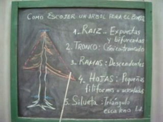 Como escojer un árbol para el bonsai