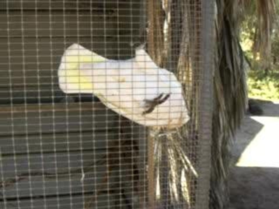Parrot (3)