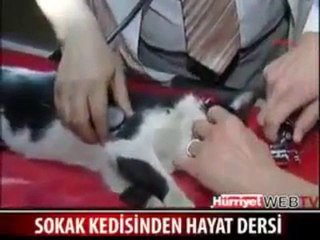 Un chat essaye de réanimé sont copain,si triste...