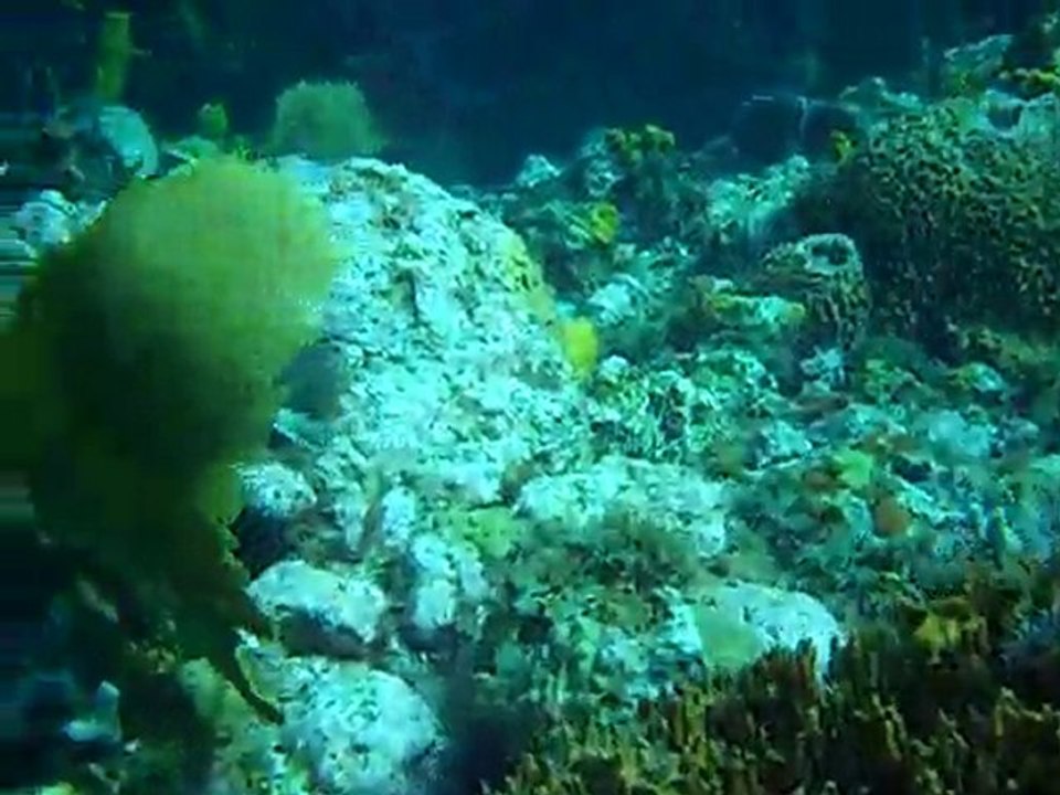 poisson coffre nid d'abeille