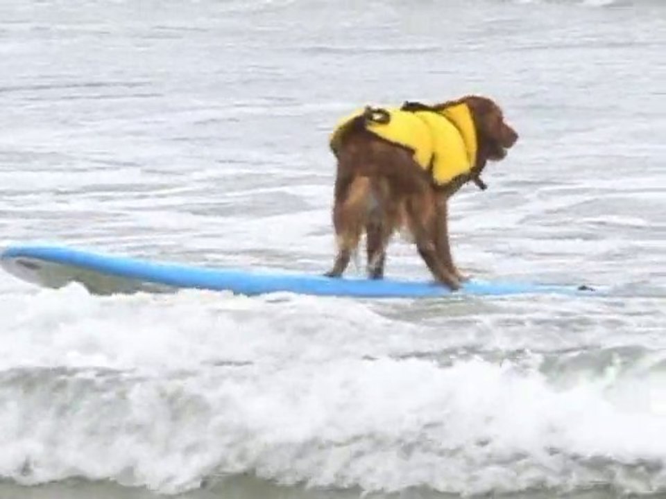 SNTV - Exklusiv: Hunde beim Surfen