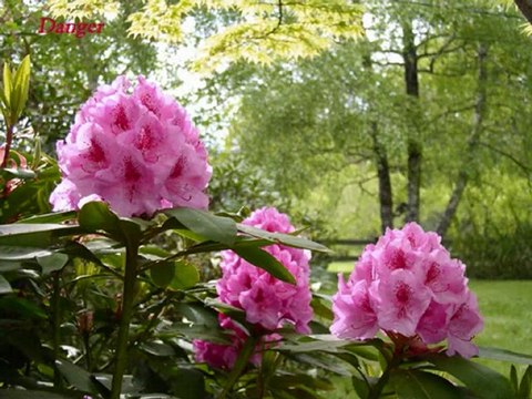 annie cordy - petite fleur