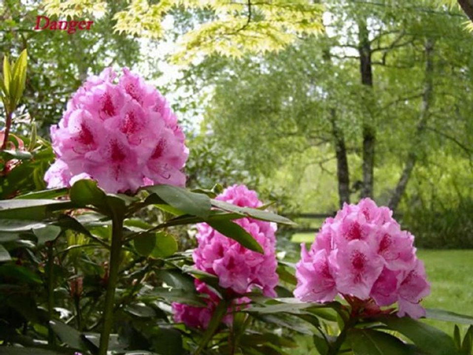 annie cordy - petite fleur