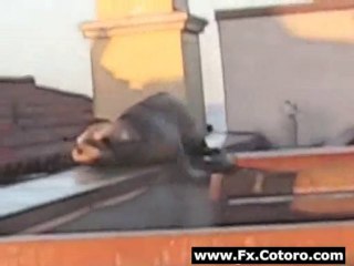 Seal Sunbathes On Roof