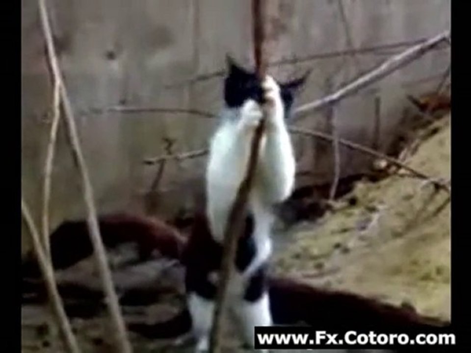 Kitty Brings Sexy Back