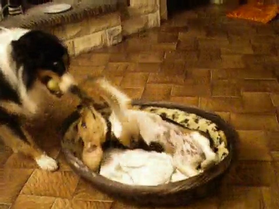 doug et follie