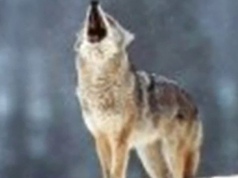 GÖK GİRSİN KIZIL ÇIKSIN-Mustafa Öcal