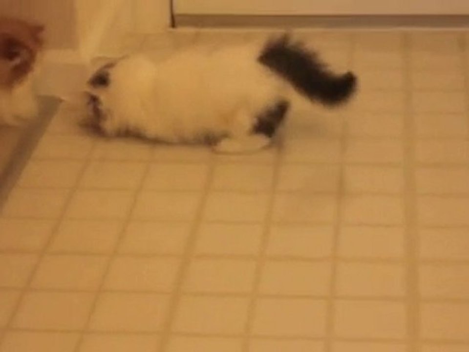 Il micino caccia la sua immagine riflessa