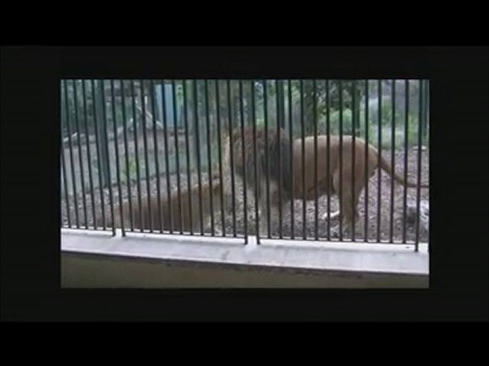 Löwenfütterung in Schönbrunn