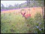Whitetail Deer Hunting Land Finlayson, MN
