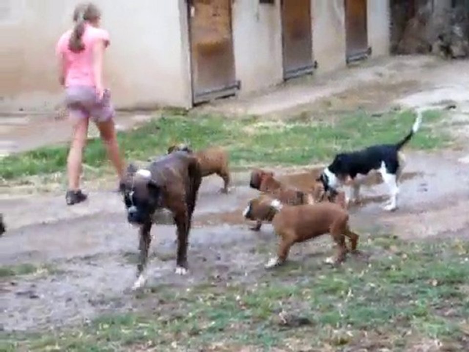 Chiots de Calypso 4