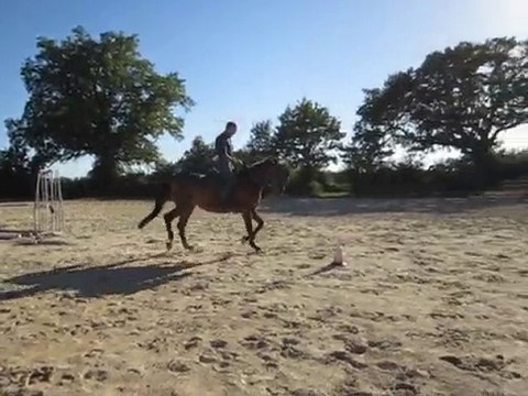 Winnie 004 jument KWPN 7ans