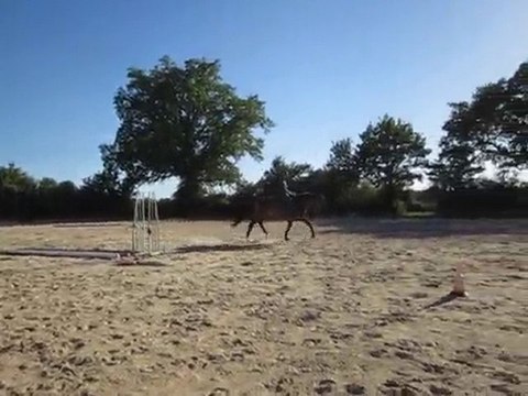 Winnie 006 jument KWPN 7ans