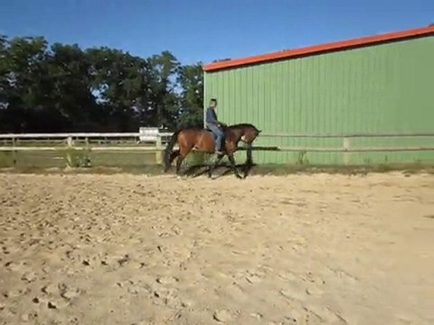 Winnie 009 jument KWPN 7 ans