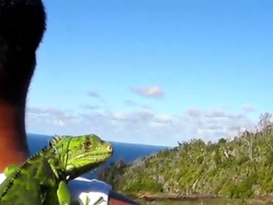 l iguane vert (lucette en vtt)