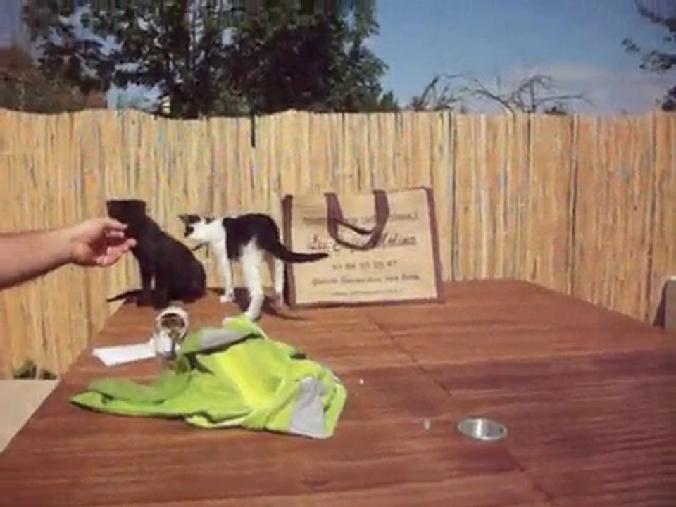 CHATONS ET DOGUE ALLEMAND