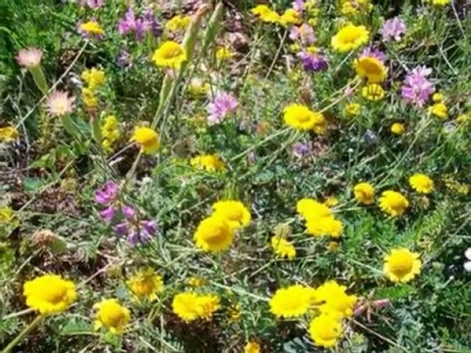 ABBAS TURAN-NASIL ETTİN NE ETTİN DE UNUTTUN