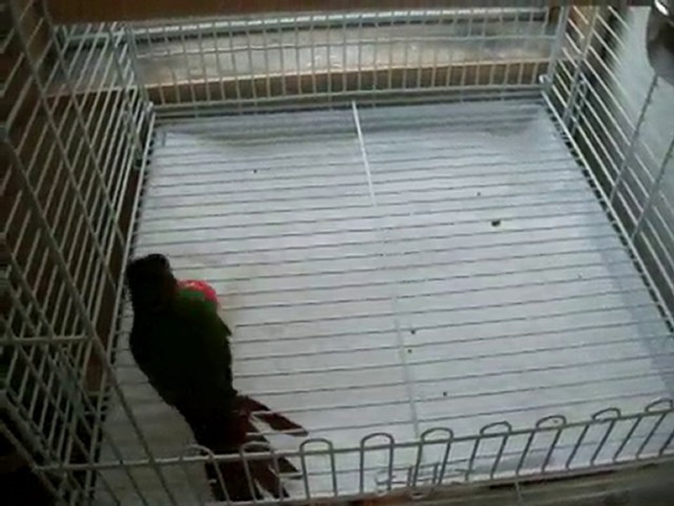 Cashew 3mois et demi