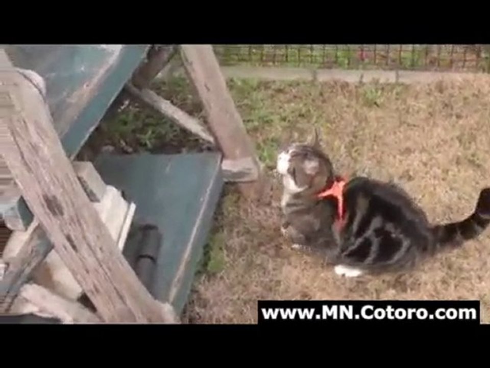 Maru Climbs A Shelf