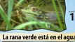 Learn Spanish with Video - Amphibians & Reptiles