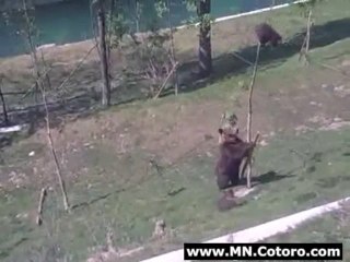 Mama Bears Tired Of Your Games