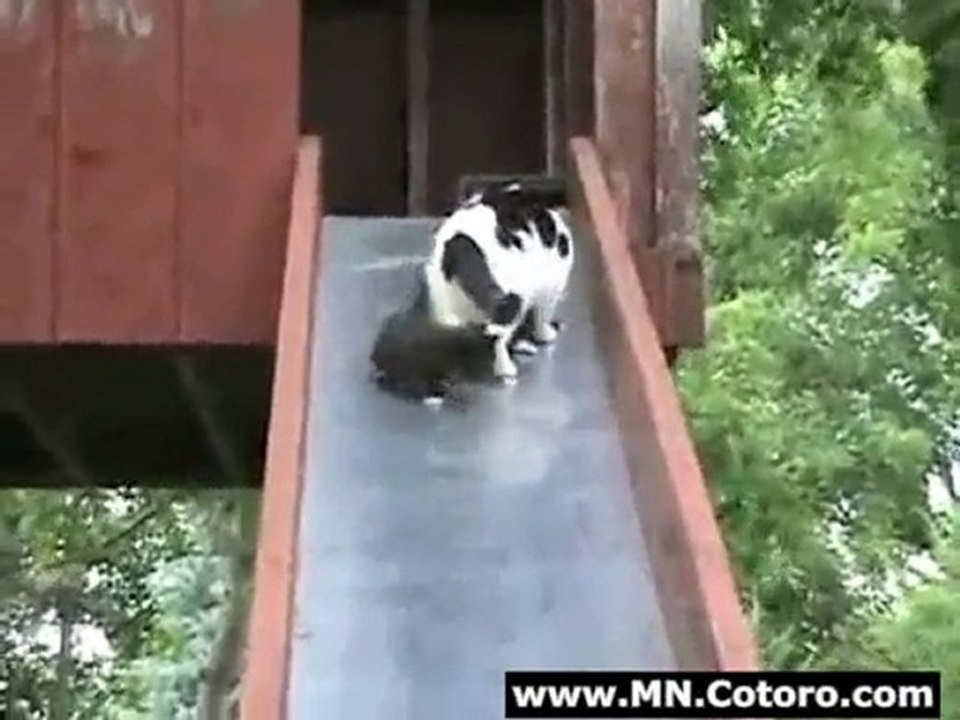 Kittens On A Slide
