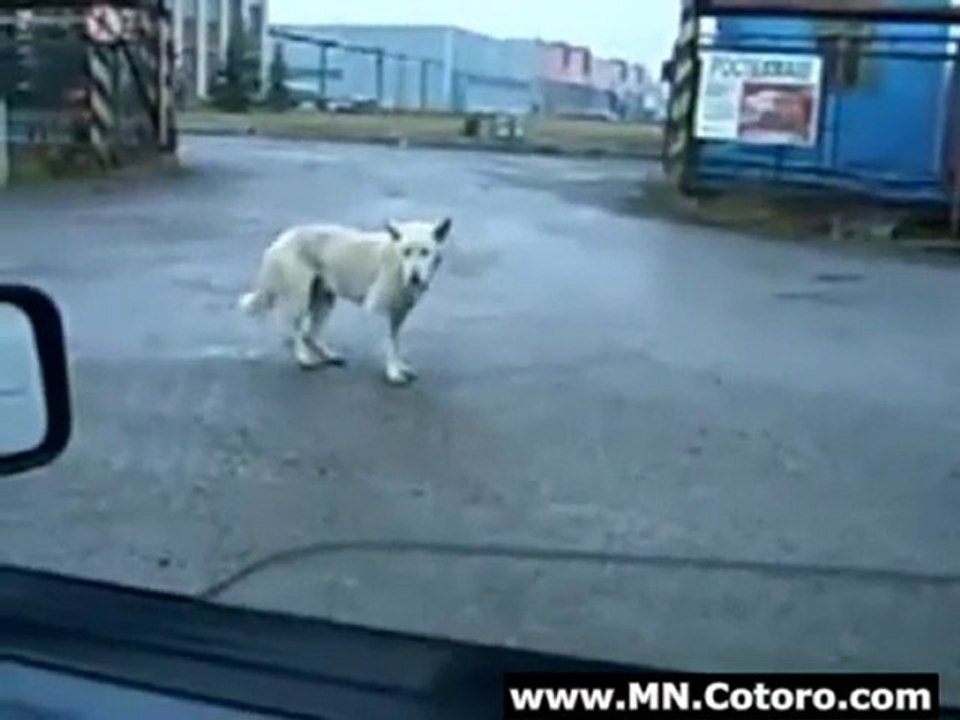 Techno Dog