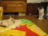Cucciolo di bulldog contro gatto