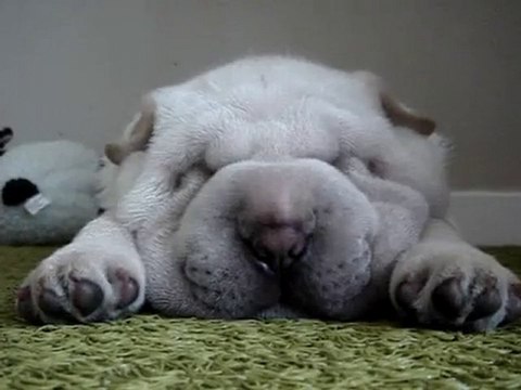 Il cane che russa
