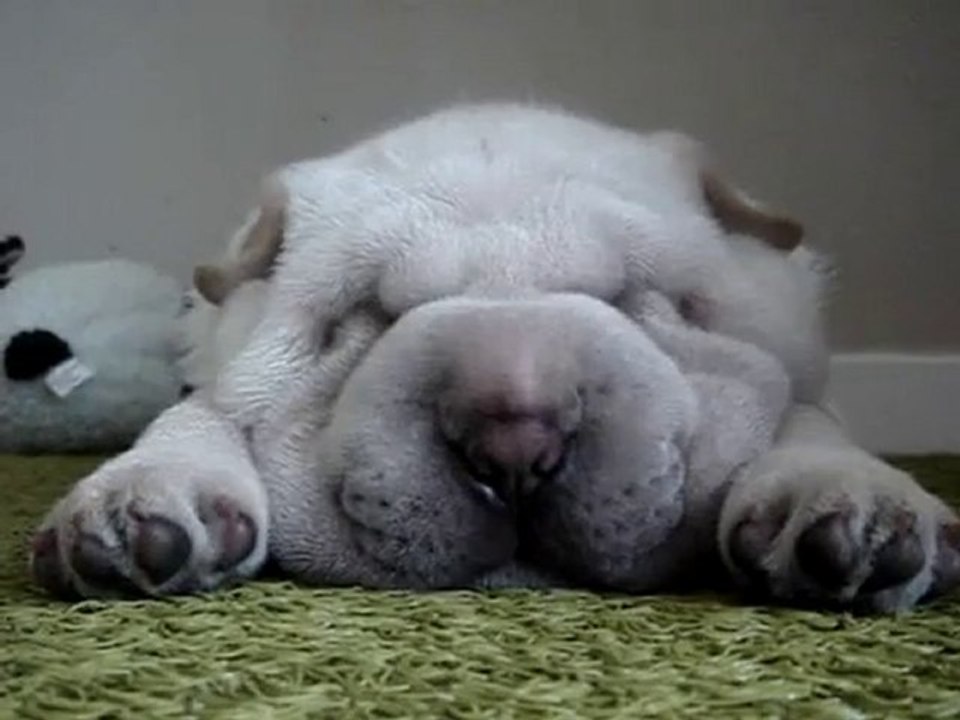 Il cane che russa