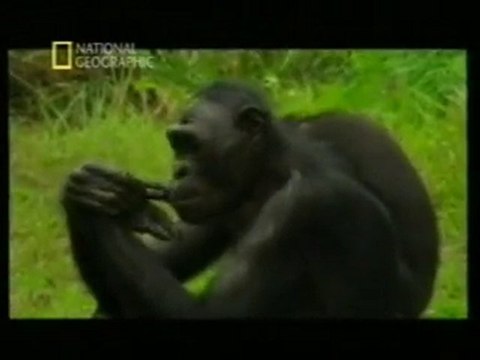 Bonobos: Altruismo animal