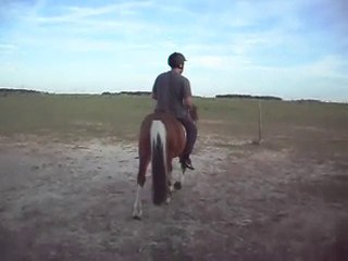 A cru et vive les Pottok ! 02 09 2010