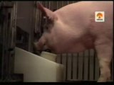 Cognicion porcina: Inteligencia de los cerdos