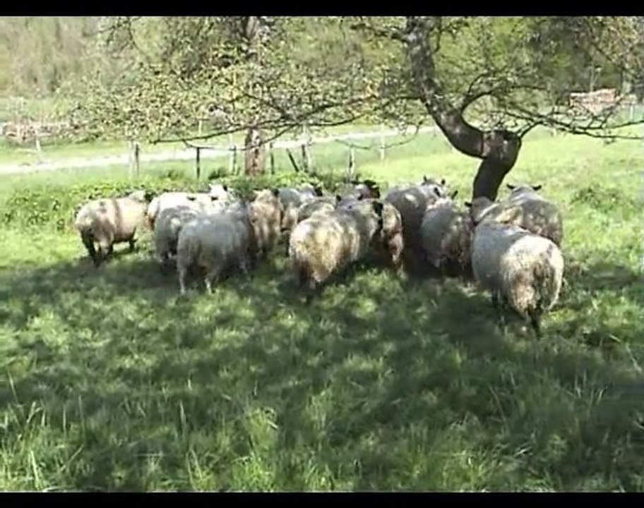 You are a sheep