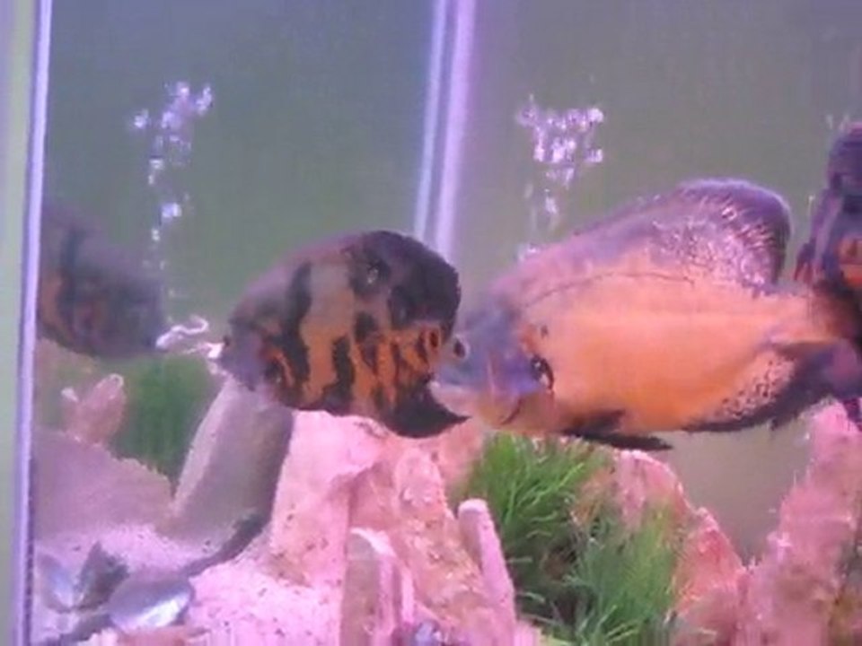 AKVARYUMDA CAN PAZARI 1