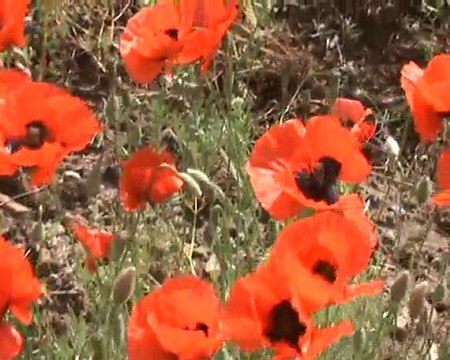 Alucra Aktepe Hayran Çevresi 2010 alucra.com