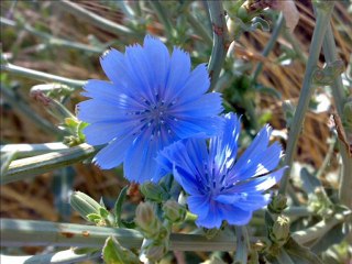 ти си лозата