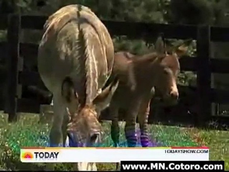 Donkey  Zebra  Zedonk
