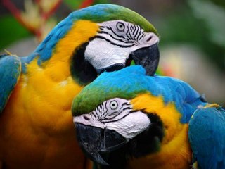 Keeping Your Parrot Healthy and Looking It's Best