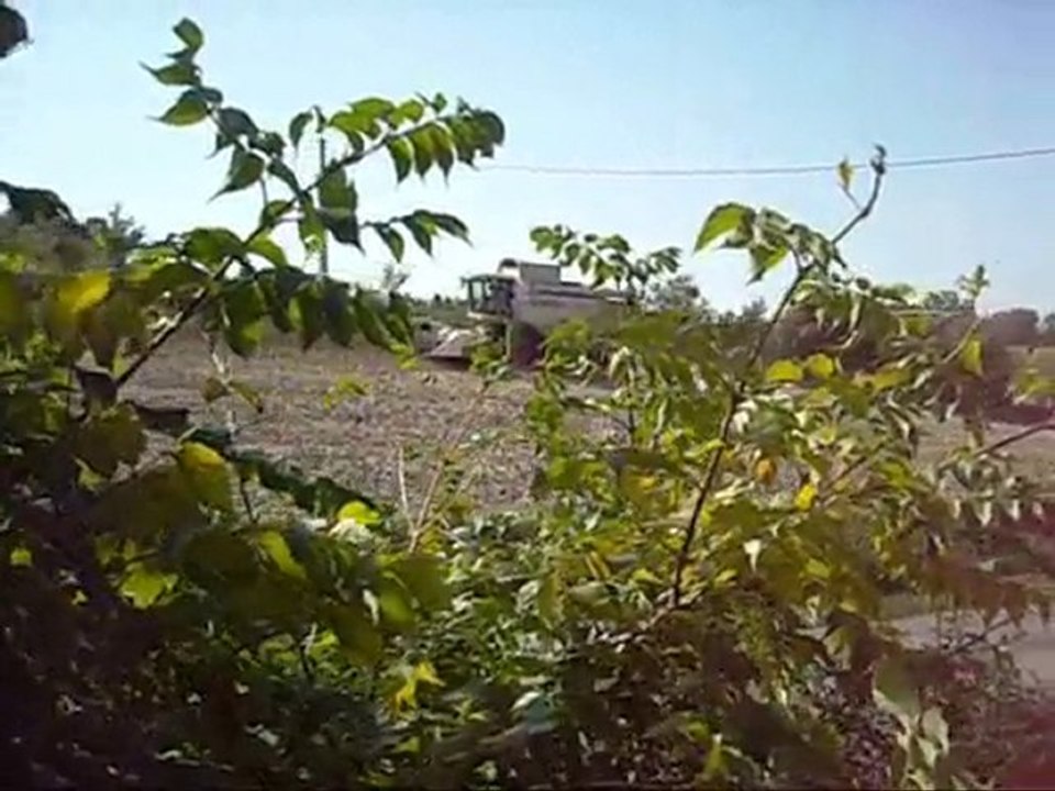 Récolte du tournesol