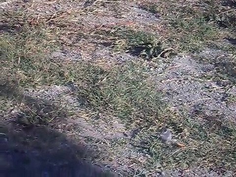 PAŞA KAYA- Eke kuş ,dişi aynalı gök-6