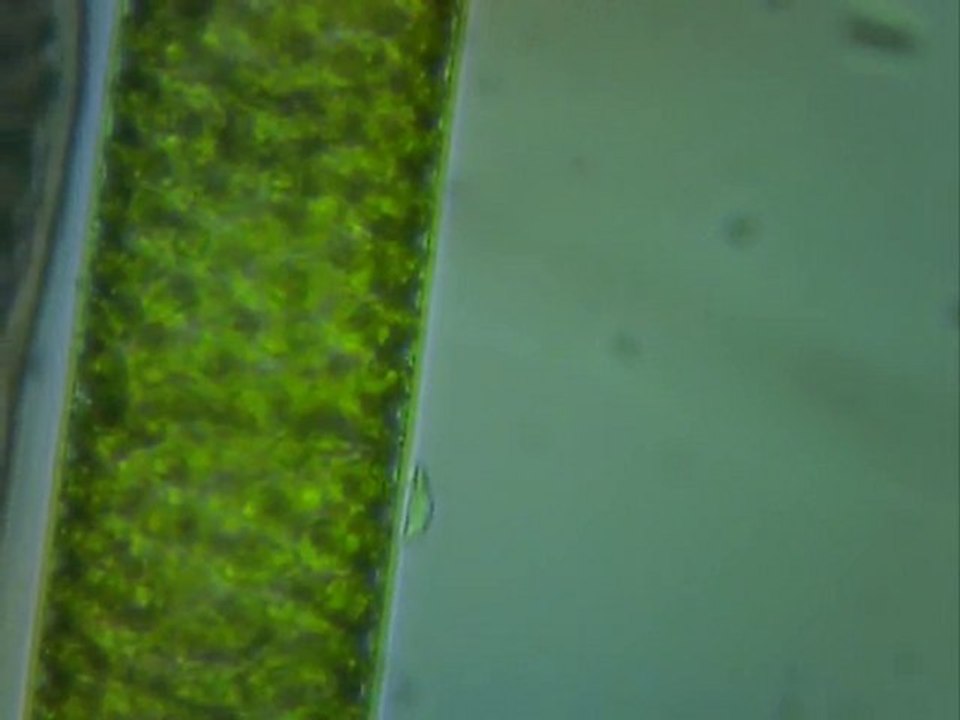 passage de protozoaires