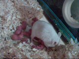 Accouchement d'une souris partie 7