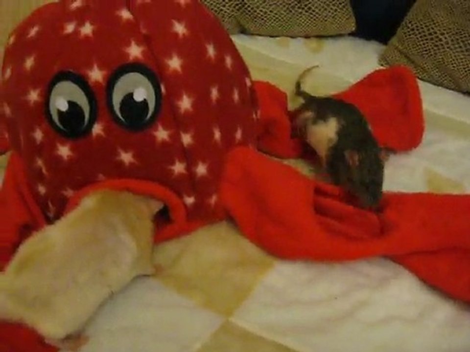 Juliette et les ratous...