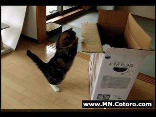 Maru Jumps In Slow Motion