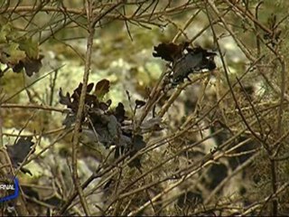 Incendie : Faites attention au feu de brousaille